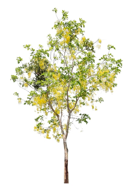 Golden shower tree isolated on white background clipping path