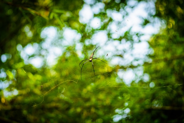 Golden Silk Orb Weaver of Giant wood spiders of Banana spiders.