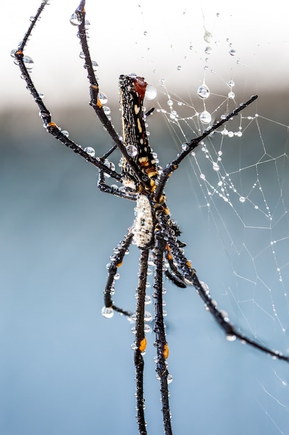 The golden silk orb-weaver