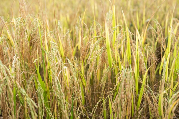 Golden spike rice in field