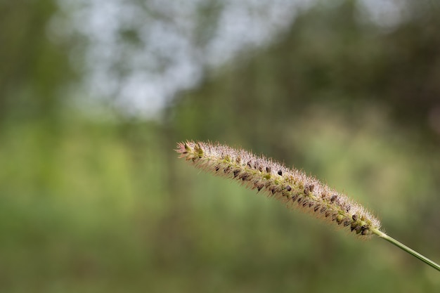 Golden spikelets at sunset, close up image. High quality photo