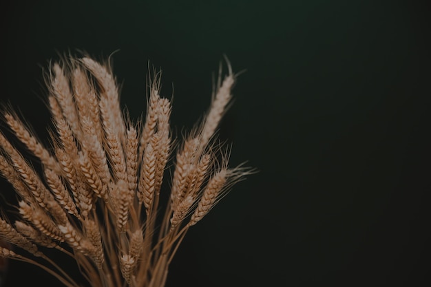 Golden spikelets of wheat on a dark background Stylish home decor Modern interior design