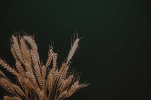 Golden spikelets of wheat on a dark background Stylish home decor Modern interior design