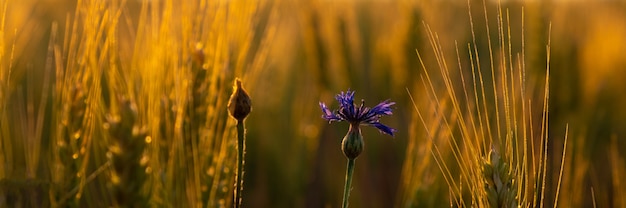 Golden spikelets of wheat with a lonely cornflower flower in the warm rays of the morning sun.