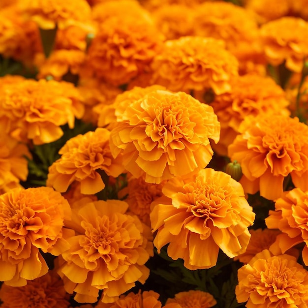 Golden Splendor of Marigolds
