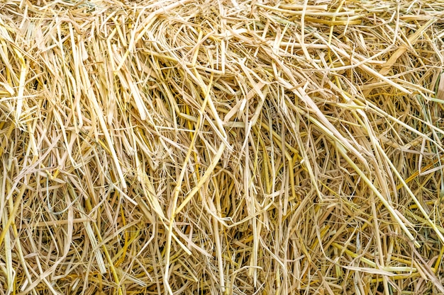 Golden straw background