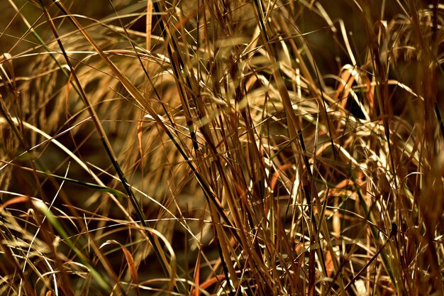 Golden summer light of afternoon in the country