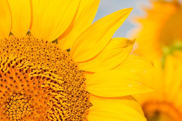 Golden summer sunflower in the sun