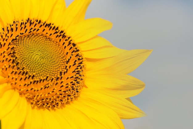 Golden summer sunflower in the sun