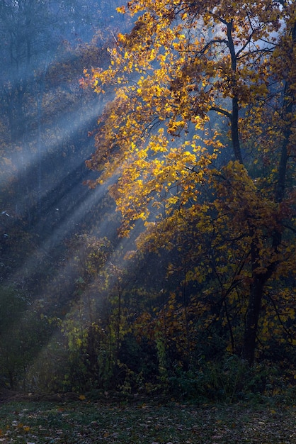 Golden sun rays penetrate through the trees on early foggy autumn morning