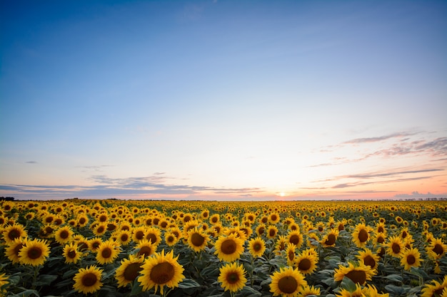 Golden sunflower plants at sunset in the countryside