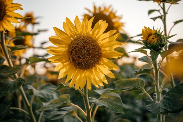 Golden sunflower in the sunflower field field summer agricultural background