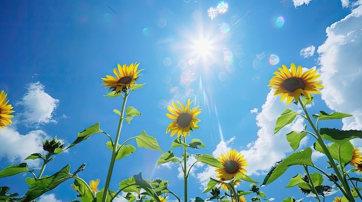 Photo 晴れた夏の青い空の背景に金色の太陽<unk>
