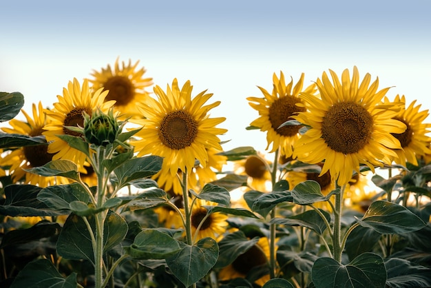 Girasoli dorati nel campo del giacimento del girasole contro il fondo agricolo di estate del cielo blu del tramonto