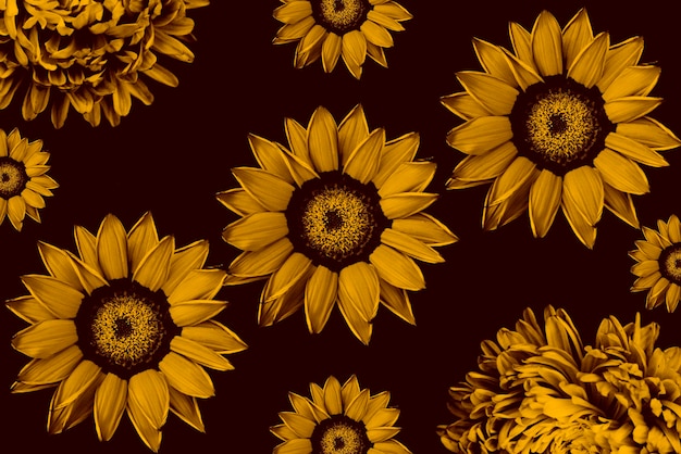 golden sunflowers