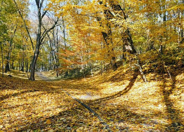 黄色いカエデの葉が散らばる小道のある、金色の日当たりの良い秋の都市公園。