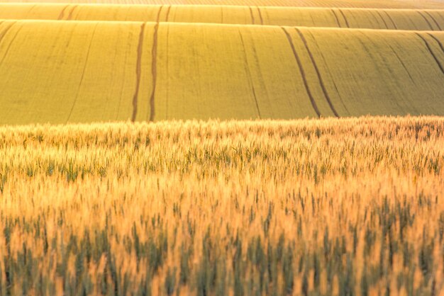 Photo golden sunrise over wheat fields