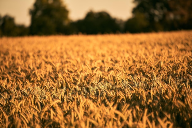 Golden Sunset Over a Bountiful Wheat Field Rural Farming Scenery Bathed in Shining Sunlight Abundant Harvest Stunning Wheat Field Landscape at Sunset Rural Farming Scenery under Shining Sun