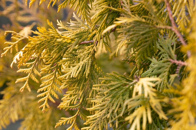 Golden thuja grow macro selective focus of Thuja shrub leaves natural golden leafy background or texture