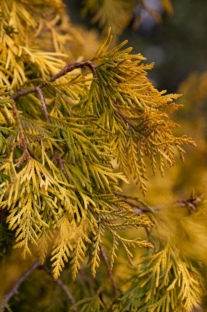 Golden thuja grow macro selective focus of Thuja shrub leaves natural golden leafy background