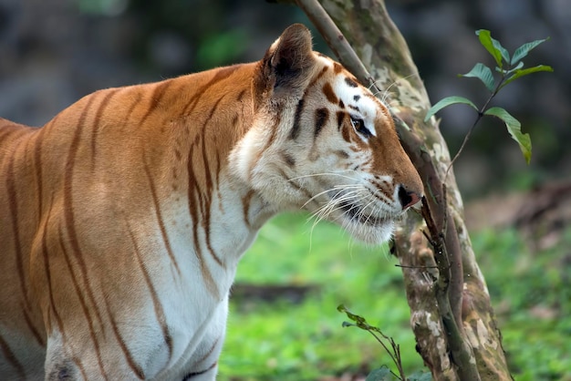 La tigre d'oro nel loro ambiente