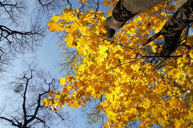 Golden tree foliage in autumn city park (view from below)