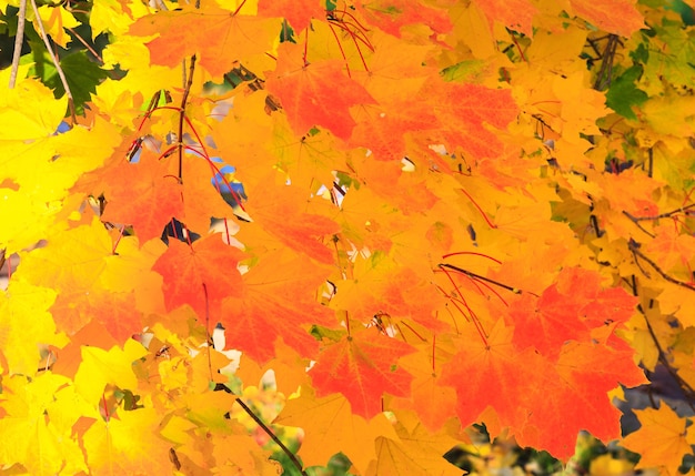 Golden tree foliage in autumn city park