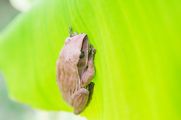 Golden Tree Frog, Common Tree Frog