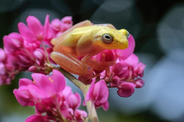 golden tree frog