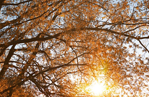 Golden trees during dramatic sunset background