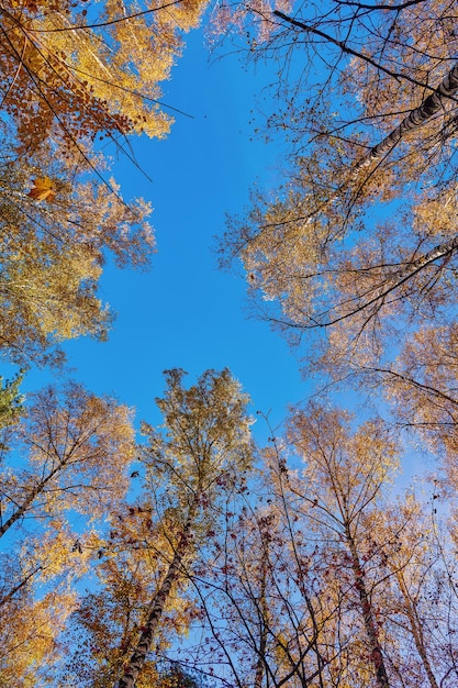 Golden treetops of fall forest arainst clear blee sky autumn tree foliage colorful tree canopy looking up in forest