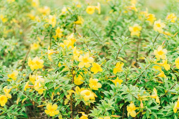 Golden trumpet flower in Asia