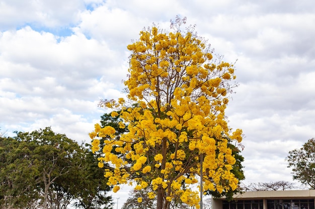 Дерево золотой трубы, оно же желтое дерево Tabebuia Alba Handroanthus albus Бразильское ипе