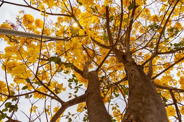 황금 나팔 나무(일명 Yellow Ipe Tabebuia Alba 나무 Handroanthus albus 브라질 ipe)