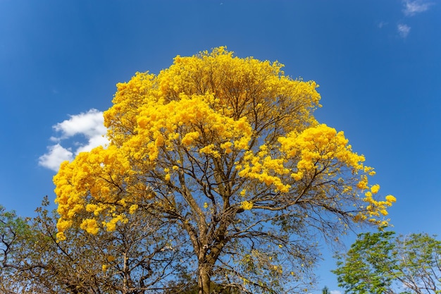 황금 트럼 나무 또는 노란 아이프 나무 Handroanthus chrysotrichus