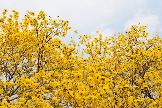 Golden Trumpet trees