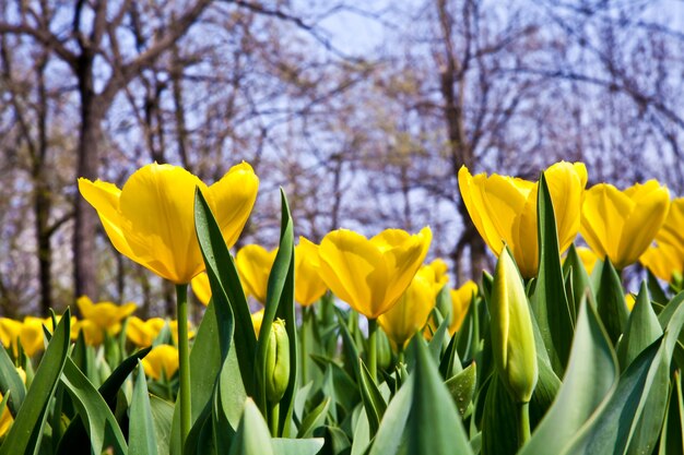 Golden variaties of tulips - spring season (april)