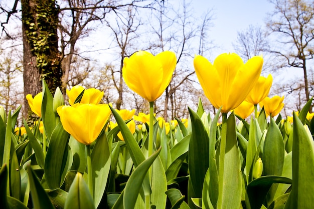 Golden variaties of Tulips - spring season (April)