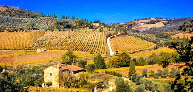 Vigneti dorati. bellissimo paesaggio toscano in colori autunnali. italia