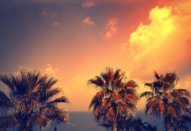 Золотой старинный пейзаж с тропическими пальмами против моря и неба в свете заката