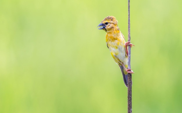 golden weaver perching on cable