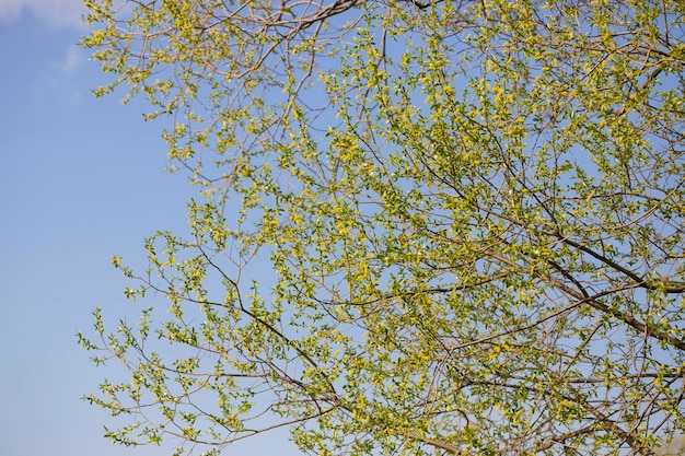 Photo golden weeping willow flower latin name salix alba subsp vitellina pendula