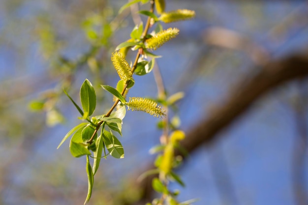 황금 울음 소나무 꽃 라틴어 이름 Salix alba subsp vitellina Pendula