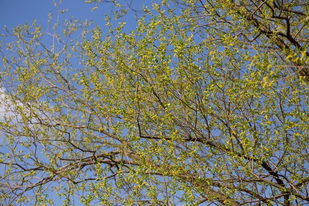 황금 울음 소나무 꽃 라틴어 이름 Salix alba subsp vitellina Pendula