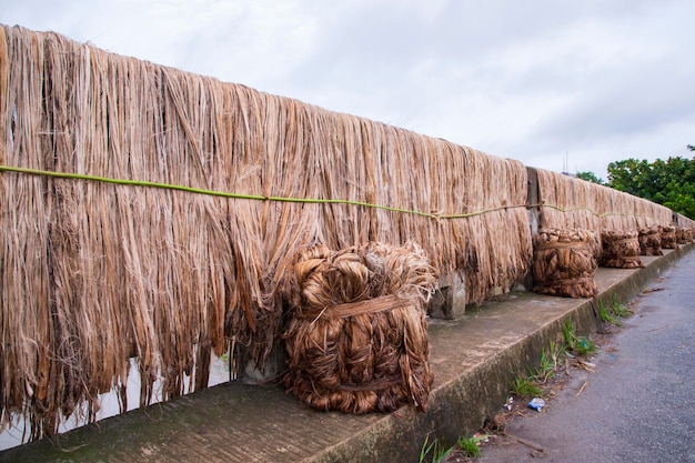 Golden wet raw jute fiber hanging under the sunlight for drying