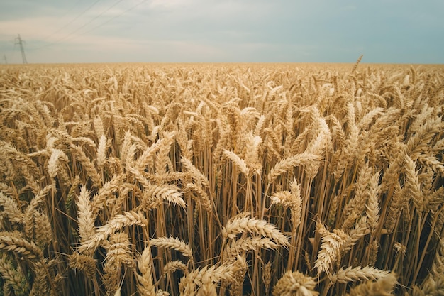Золотой пшеничный фон