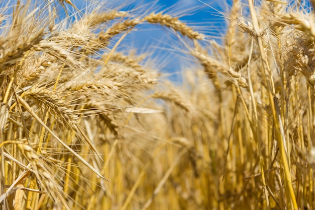 Золотая пшеница на солнце в поле