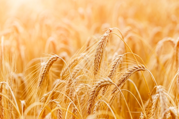 Golden wheat ears or rye close-up. A fresh crop of rye. Field of wheat under shining sunlight. Stem with seed for cereal bread. Agriculture harvest growth.