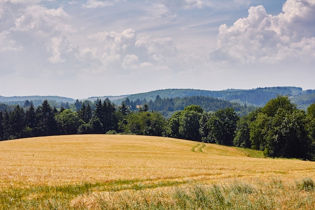 Photo golden wheat field, blue sky and hills covered with  forest