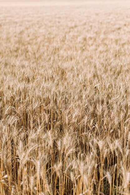 golden wheat field and blue sky